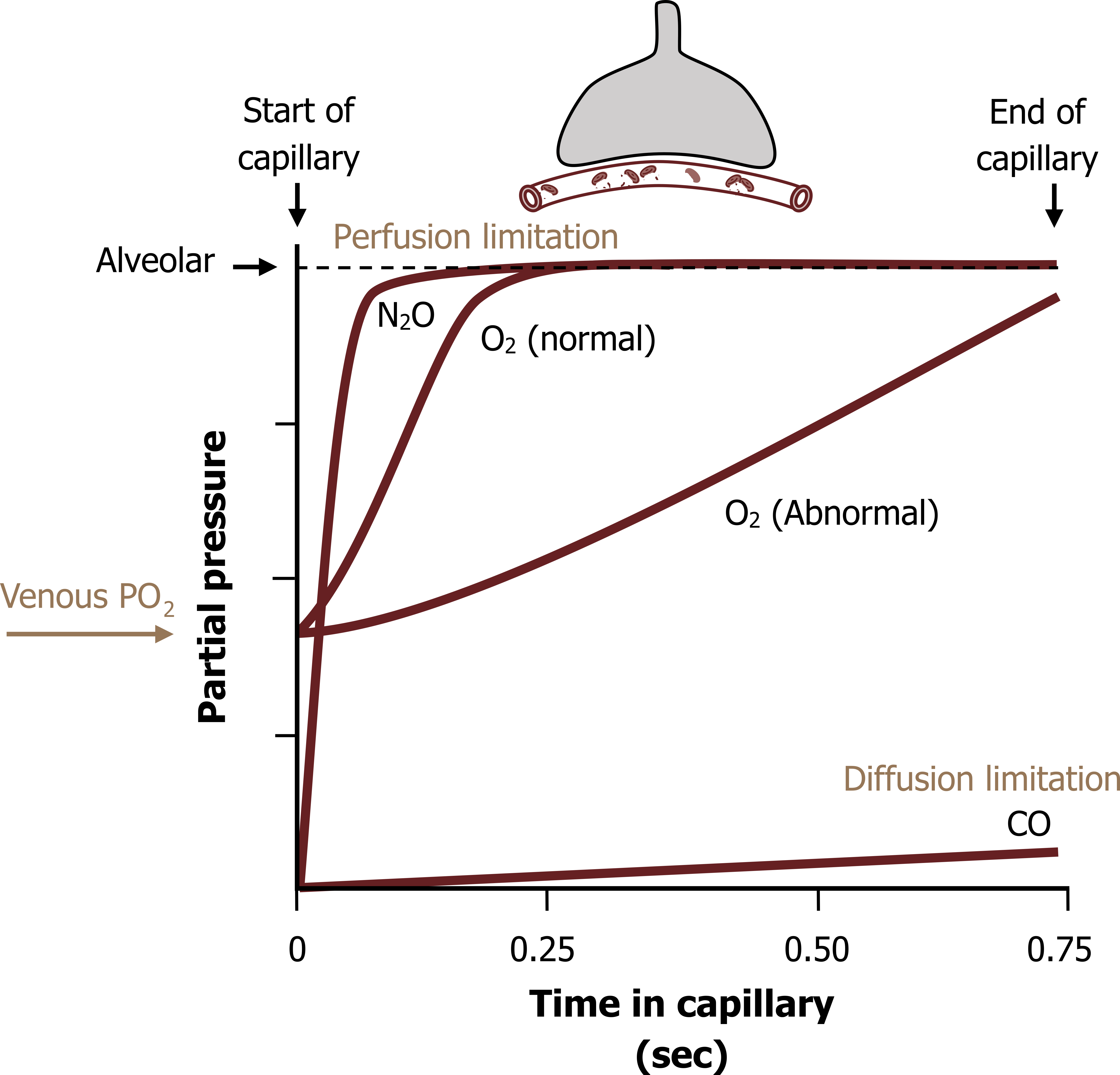 Graph with x-axis labeled time in capillary (sec) ranging from 0 to 0.75 and y-axis labeled partial pressure. A figure of an alveolus with a capillary running under it is above the graph with an arrow into the capillary labeled perfusion limitation. A dotted line at the top of the graph labeled perfusion limitation with a horizontal arrow with text alveolar, a vertical arrow with text start of capillary at the left, and a vertical arrow with text end of capillary at the right. CO: Straight line with slight positive direction. O2 (normal): Sigmoidal line shape beginning half way up the y-axis. O2 (abnormal): Positive line beginning half way up the y-axis. Arrow with text labeled venous PO2 points to the beginning of both O2 graphs. N2O: Near vertical line beginning from 0 and flattening out at the perfusion limitation. All values are approximate.