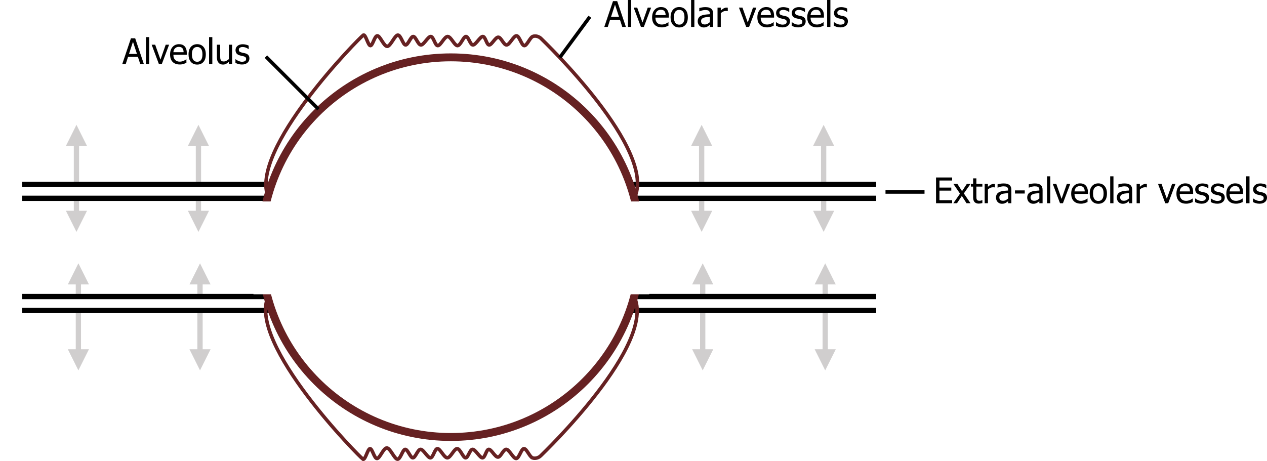 2 thin rectangles connected by a half circle in the middle. A Squiggly line is above the half circle in the same shape. The squiggly line is labeled alveolar vessels, the half circle is labeled alveolus, and the inside of the right rectangle is labeled extra-alveolar vessels. There is a mirror image of the figure without labels beneath it.