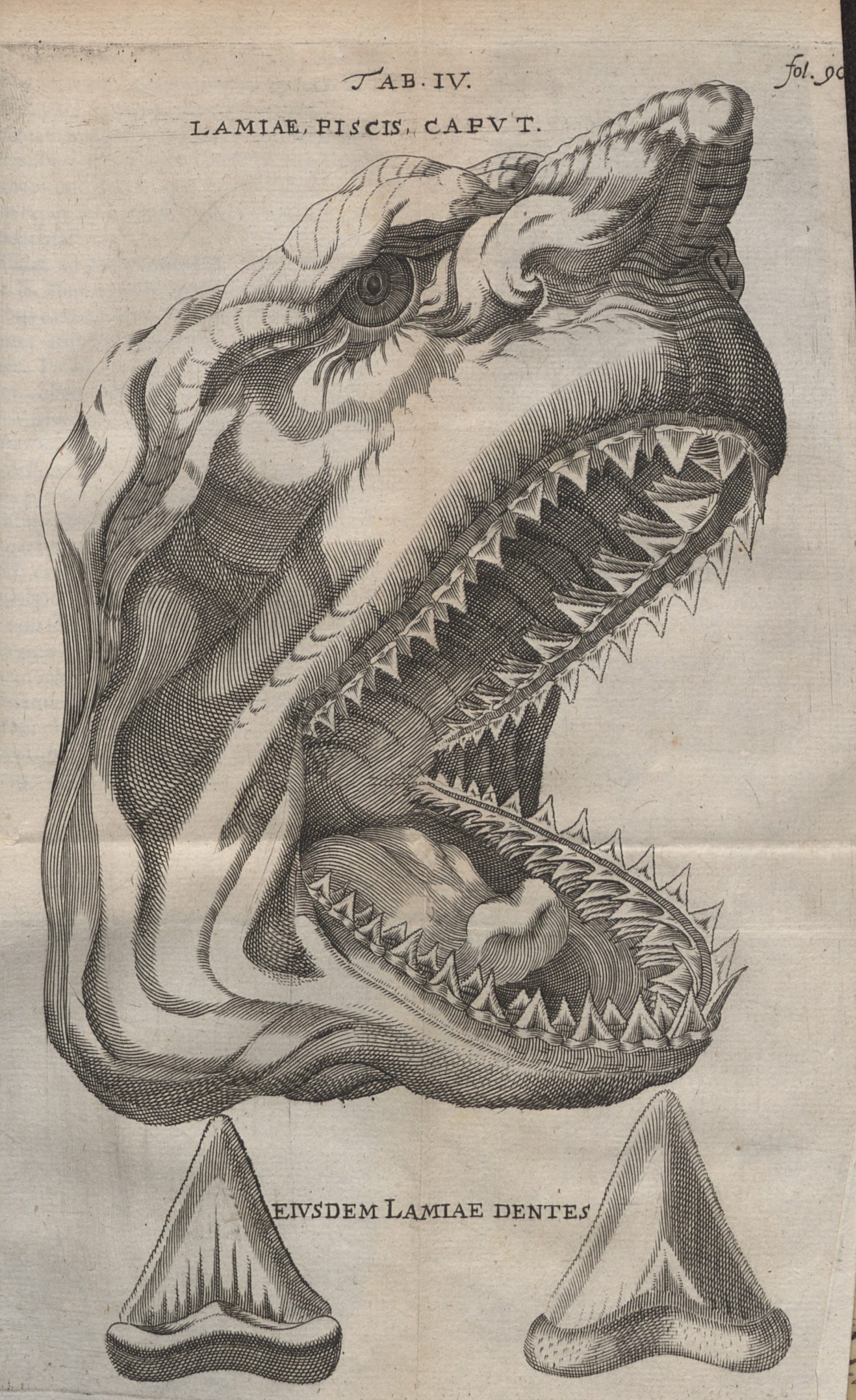 Black and white illustration of a shark head with a close-up view of a fossil shark tooth and a modern shark tooth at the bottom of the page.