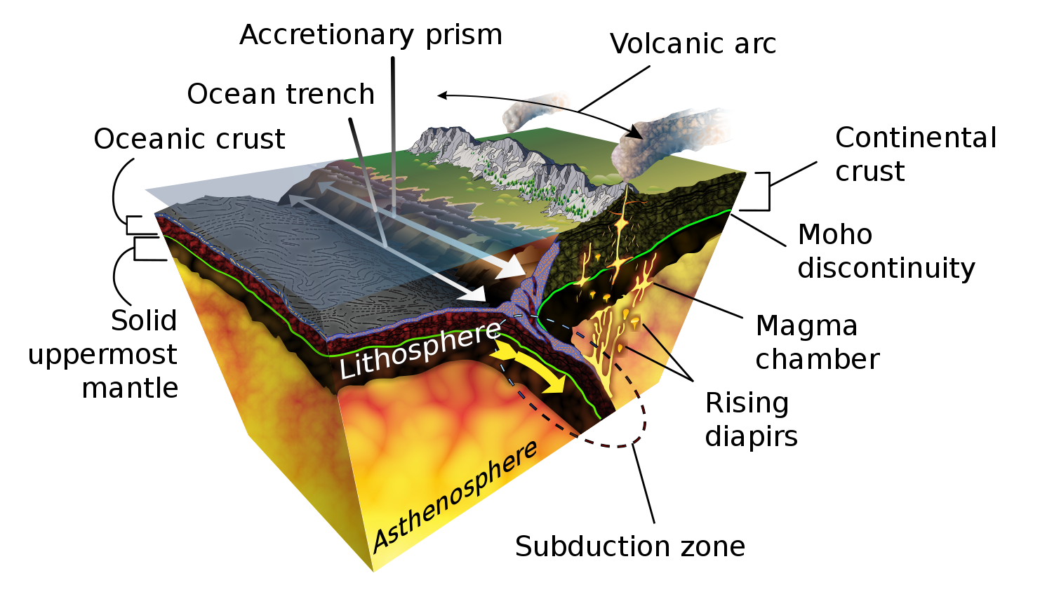 3D diagram showing oceanic crust moving toward the right where it collides with continental crust and subducts down beneath it. Above the contact between the two plates, there is an ocean trench and accretionary prism to the right of the trench. There is a volcanic arc on top of the continental plate, above where the oceanic crust has subducted beneath it. Rising diapirs are labeled below the volcanic arc. The Moho discontinuity is marked by a green line at the base of the crust in both tectonic plates, above the solid uppermost mantle.