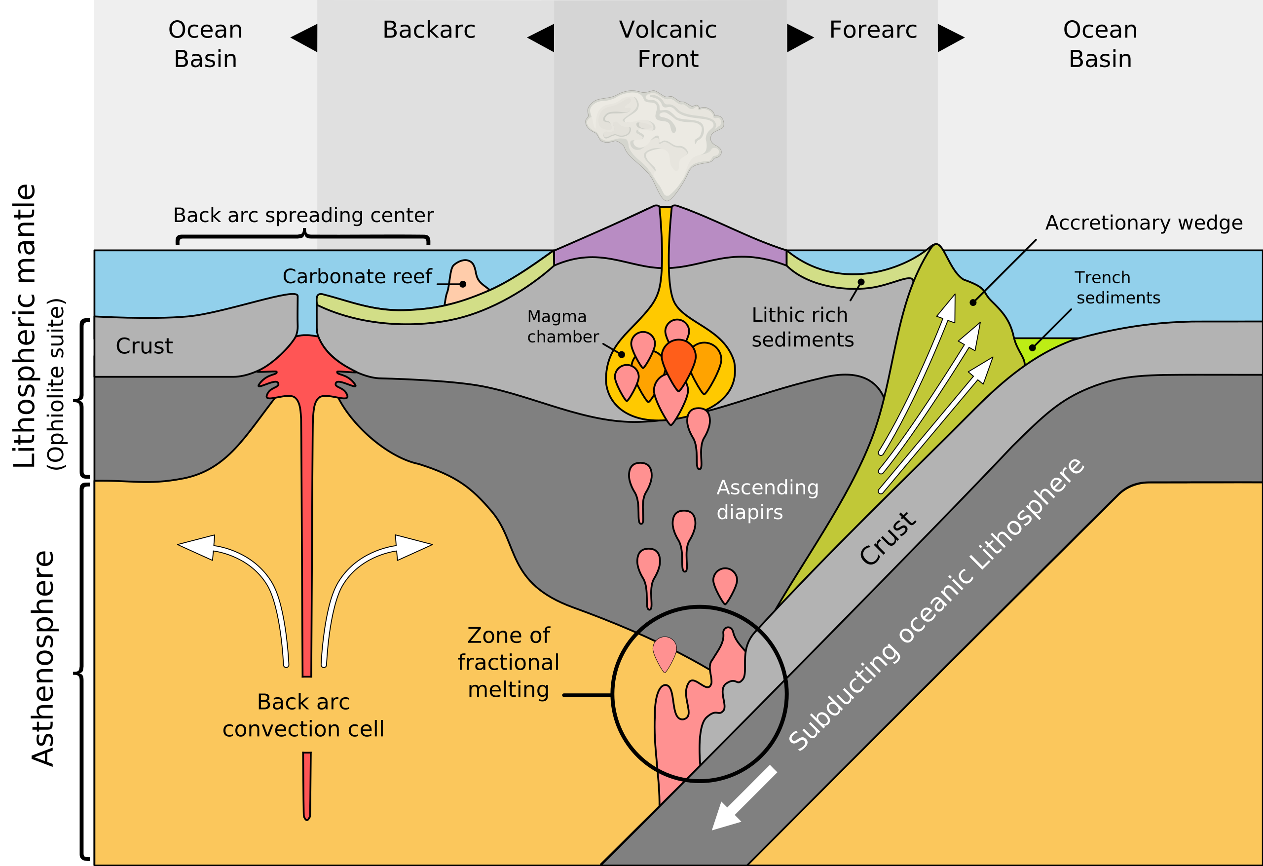 Cross section schematic showing oceanic crust subducting beneath another tectonic plate. Above the contact between the two plates, there is an ocean trench and accretionary prism. There is a volcanic front on top of the overriding plate which makes up a microcontinent, above where the oceanic crust has subducted beneath it. Ascending diapirs are labeled below the volcanic front. There are ocean basins on either side of the microcontinent.