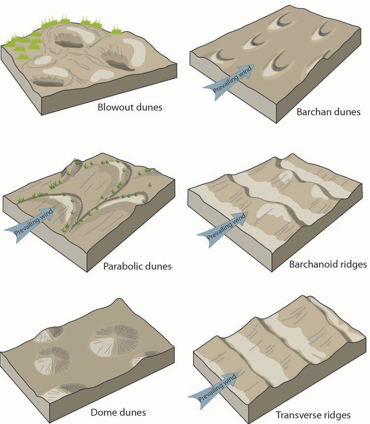 Six block diagrams of various dune shapes: blowout dunes which are sandy depressions; parabolic dunes which are U-shaped with the wind blowing in the direction of the curve of the U; dome dunes which are dome-shaped rising from the land; barchan dunes which are a narrow U-shape with the wind blowing in the direction of the arms of the U; barchanoid ridges which are elongate wavy ridges with the wind blowing from the shallowly sloping side toward the steeper sloped side; and transverse ridges which are linear ridges with the wind blowing from the shallowly sloping side toward the steeper sloped side.