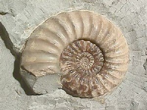 Shell of an ammonite, an extinct cephalopod, with a spiral shell in a plane.