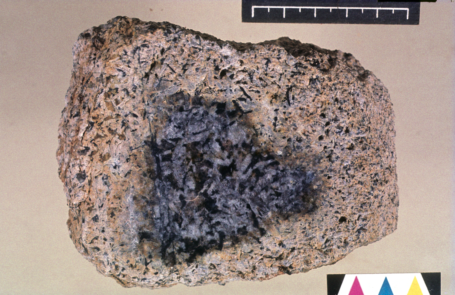 Chunk of heavily weathered tan and porous rock that has unweathered elongated gray and black crystals in the center.