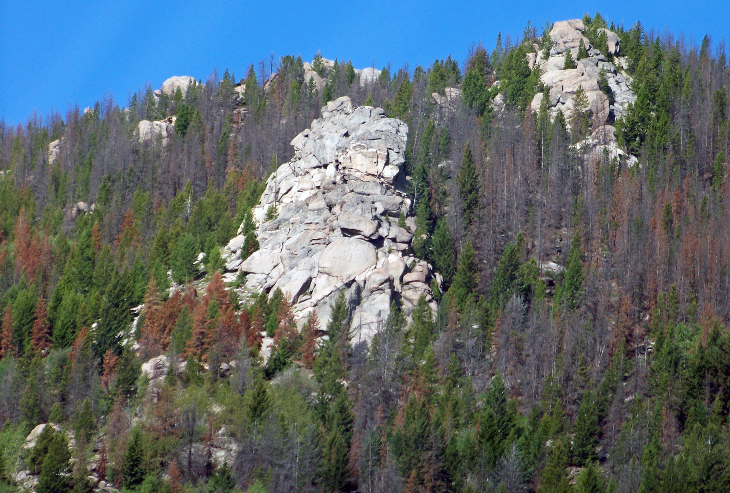 Exposure of white rock between tres