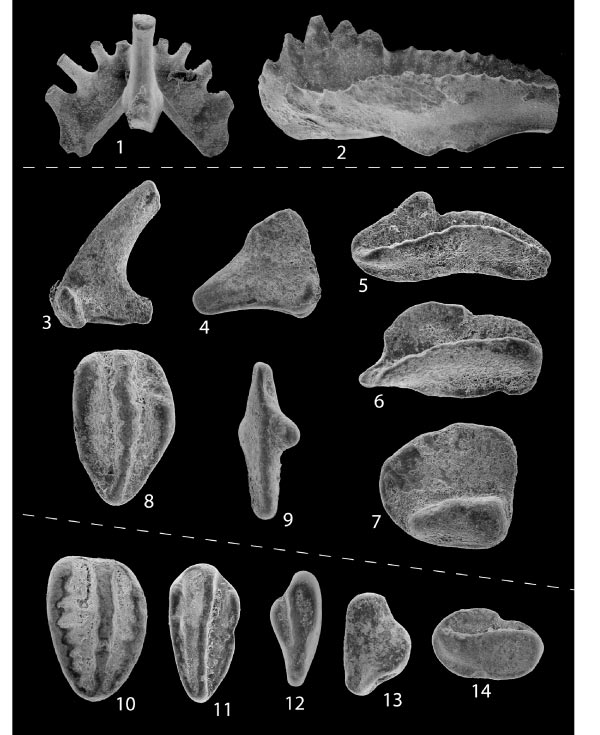 Black and white photos of fourteen teeth-like conodont fossils; the fossils are separated into three groups, each with slightly different morphology.