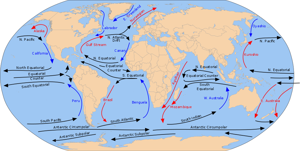 World map of ocean currents; in the northern hemisphere, large-scale gyres flow in a clockwise pattern in each ocean basin; in the southern hemisphere, large-scale gyres flow in a counterclockwise pattern in each ocean basin. Cool currents are generally found along the west coasts of continents and are blue in color; warm currents are generally found along the east coasts of continents and are red in color; the rest of the currents are black.