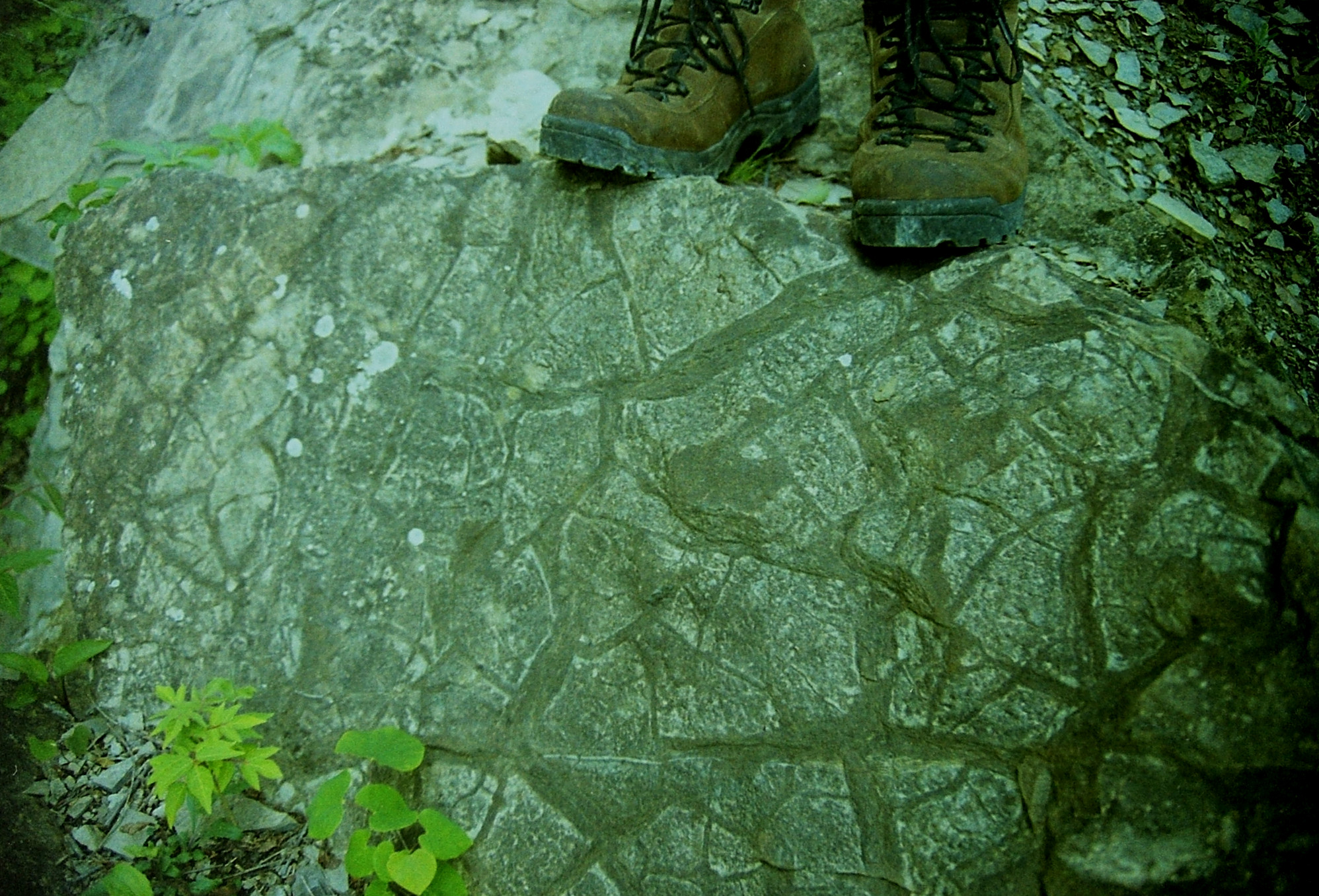 Grayish brown rock that has filled-in cracks that go in several directions, forming polygonal shapes; a pair of hiking boots is seen on top of the rock.
