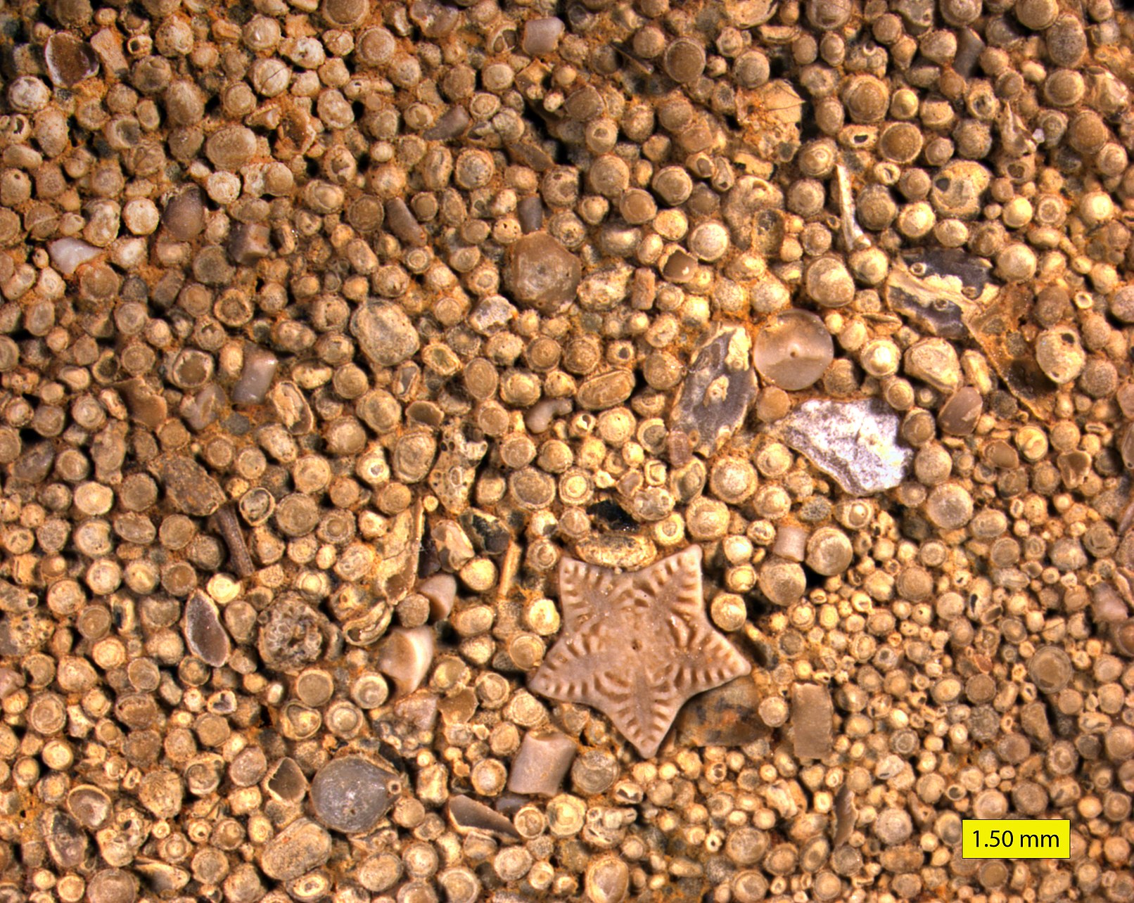Zoomed-in photo of a cluster of dull tan smooth, rounded grains, with a slightly larger star-shaped grain laying in the cluster as well; a scale bar at the lower right says 1.50 mm.