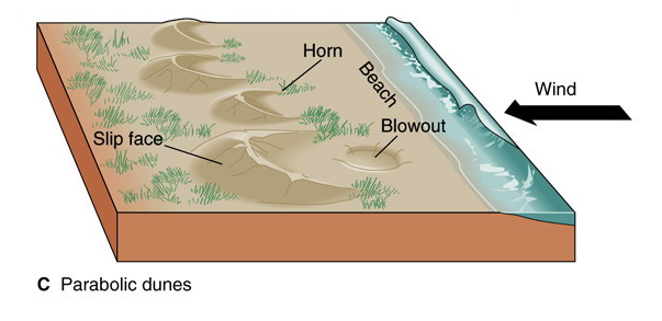 Block diagram of a beach with wind blowing toward the left. Parabolic dunes form in the sand that have a crescent shape, with the horns anchored in vegetation and pointing toward the right. A bowl-shaped blowout forms in the sand where there is no vegetation.