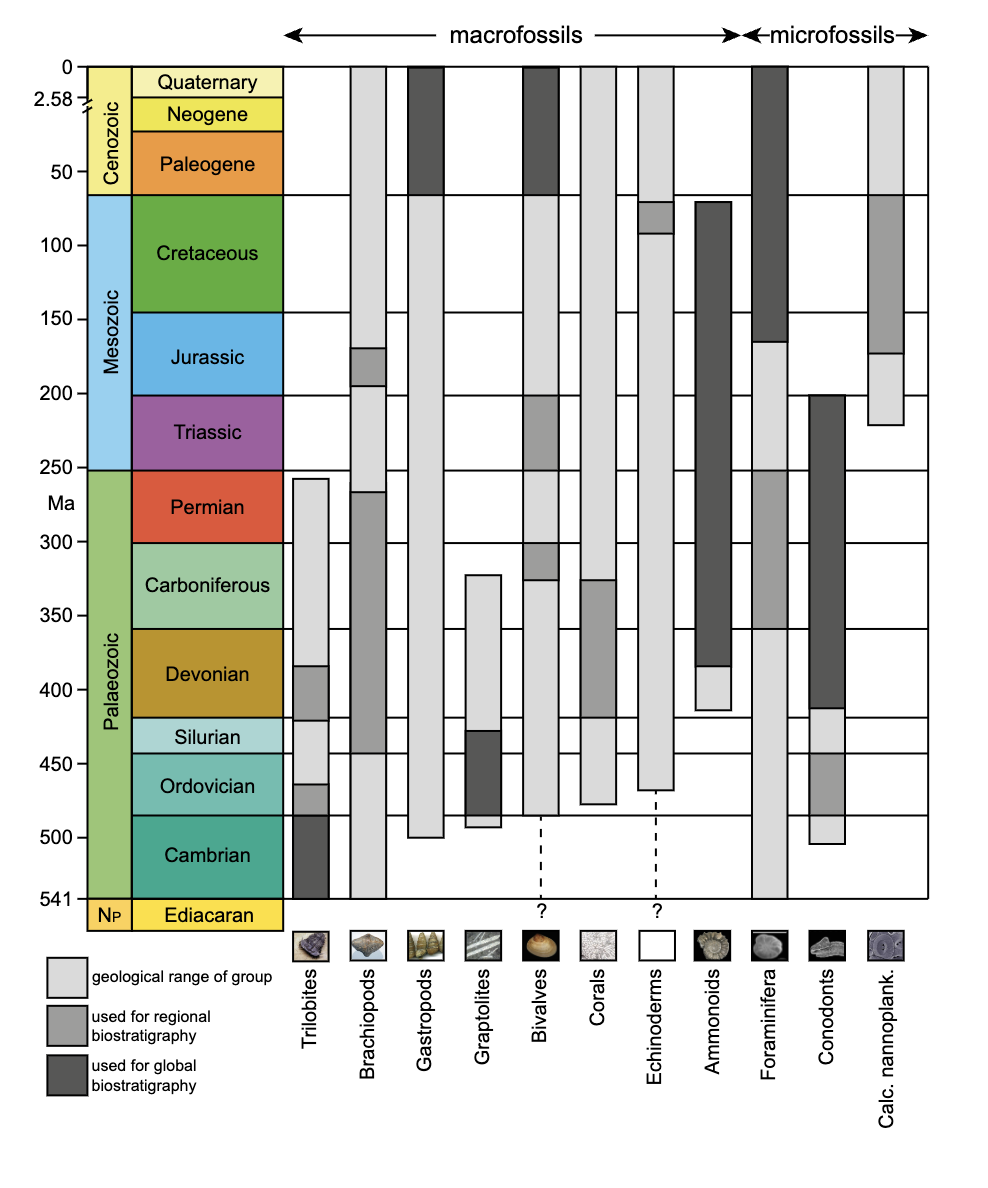 Diagram of part of the geologic time scale, from the Ediacaran through the Quaternary, with a vertical age axis from over 541 to 0 million years; to the right are various index fossils with bars that extend partially or fully through the time scale.