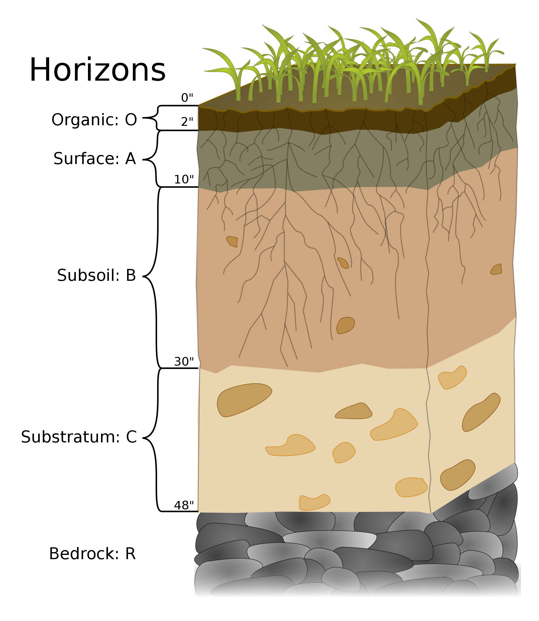Block diagram of soil horizons: the top layer goes from 0 inches at the surface down to 2 inches into the ground and has plants on top; the layer is dark brown in color, labeled Organic: O. The layer below goes from 2 to 10 inches depth and has abundant plant roots branching down through the layer; the layer is gray in color, labeled Surface: A. The layer below goes from 10 to 30 inches depth and has fewer, deeper roots branching through the layer and also contains sparse larger rock clasts; the layer is dark tan in color, labeled Subsoil: B. The layer below goes from 30 to 48 inches depth and does not contain any plant roots but does have more abundant rock clasts than the layer above; the layer is light tan in color, labeled Substratum: C. The bottom layer goes below 48 inches depth and only consists of rock clasts; the layer is dark gray to black in color, labeled Bedrock: R.