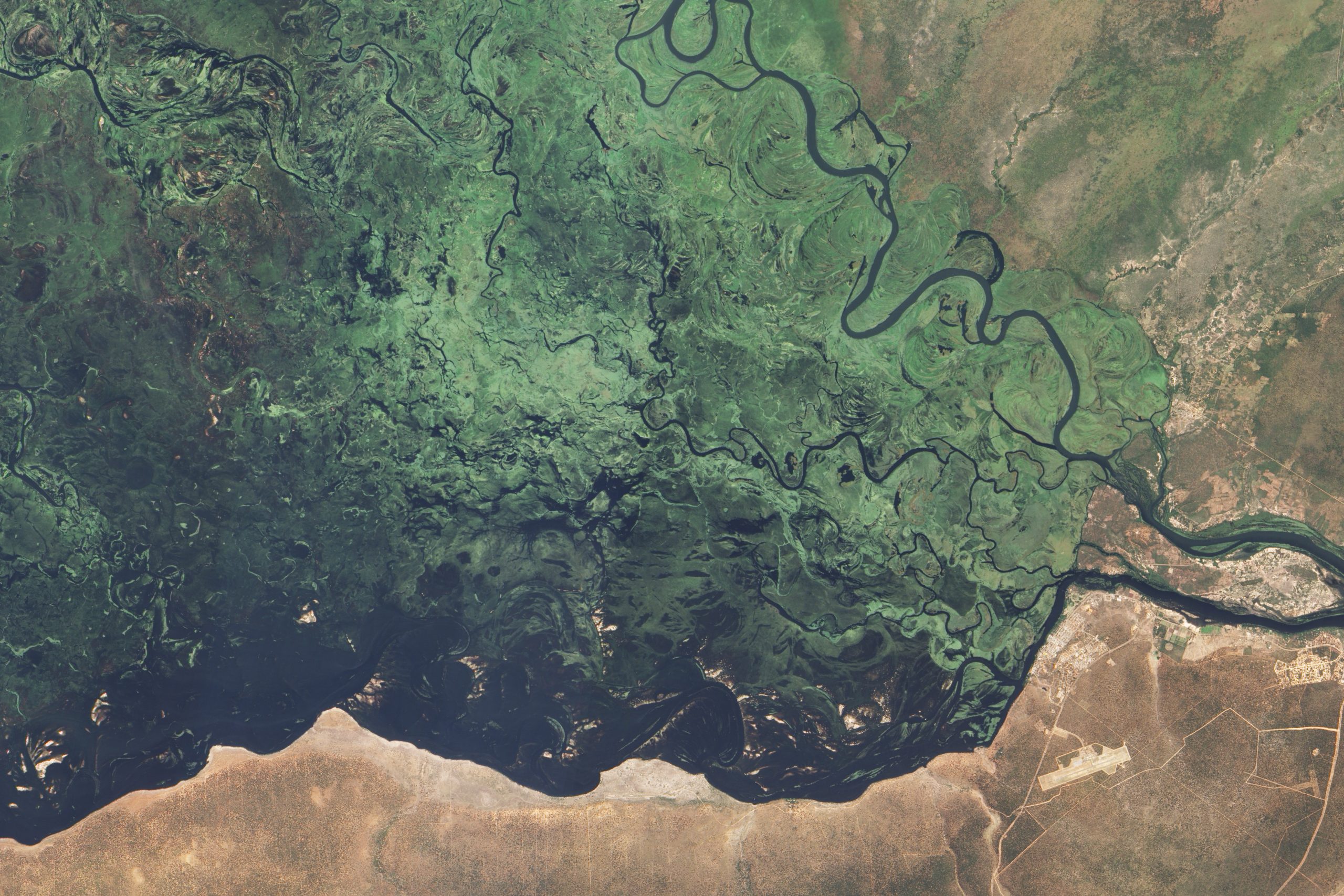 Satellite image of a large flood plain; the main river branches into two on the right-hand side of the photo, then spreads out toward the left into numerous smaller meandering streams; fertile green land covers the wide area of branching streams.