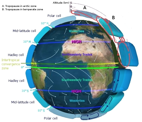 An illustration of the Earth with three generalized circulation cells shown for each hemisphere; the Polar cell is located above 50 degrees north and south latitude, the Mid-latitude cell is located between 30 and 50 degrees north and south latitude, and the Hadley cell is located between 0 and 30 degrees north and south latitude. On the globe, arrows show the general wind directions in each cell: polar winds flow outward from each pole in the Polar cells, westerlies flow from west to east, toward the poles in the Mid-latitude cells, northeasterly trades flow from the northeast to southwest in the northern Hemisphere Hadley cell, and southeasterly trades flow from the southeast to northwest in the southern Hemisphere Hadley cell.