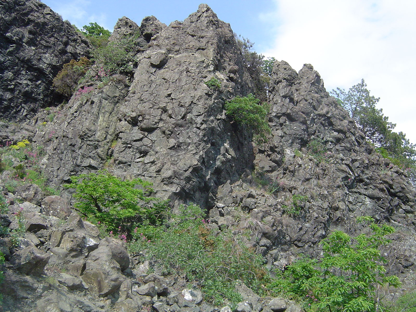 An outcrop of medium-gray rocks that have bulbous texture which are old cooled pillow lavas.