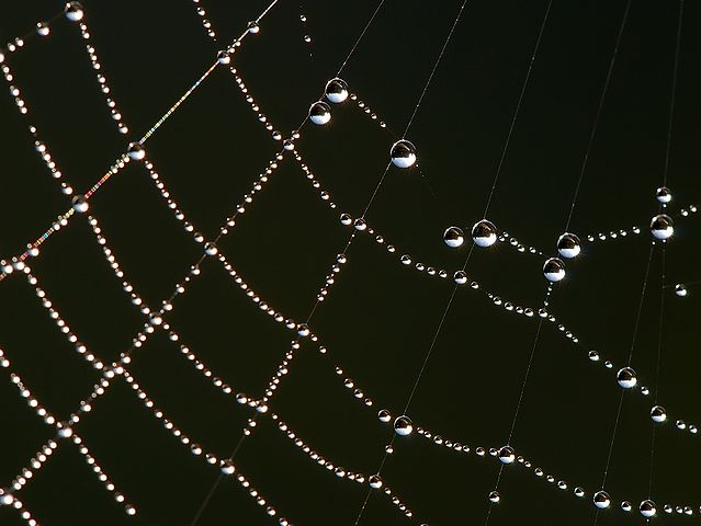 Spider web with detailed square structure. Water droplets stick to the web.