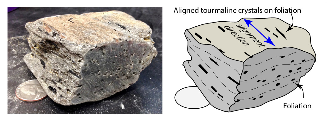 Two images: on the left is a photo of a grayish tan rock sample with visible layering and elongated linear mineral alignment along the sides; on the face perpendicular to the lineations, layering is still visible but the lineations appear as dots; the right image shows a grayscale schematic drawing of the rock with arrows that label foliation, aligned tourmaline crystals on foliation, and alignment direction.