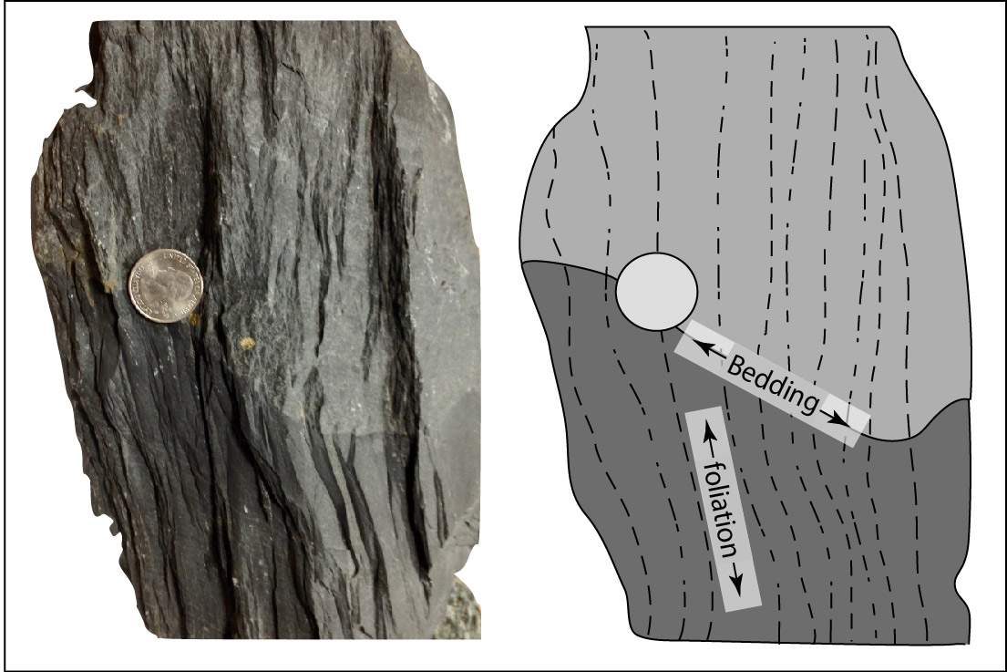 Two images: on the left is a photo of a gray rock sample with visible thin layering that runs vertically through the sample and also a bedding plane that runs roughly left to right; the right image shows a grayscale schematic drawing of the rock with arrows that label the foliation direction and bedding direction.