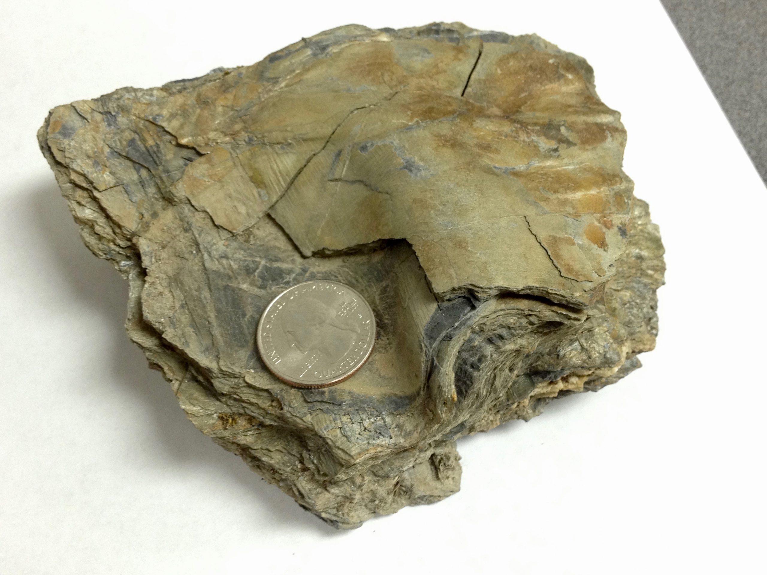 Sample of tan rock with a slight sheen that has a small fold and thin layering; a US quarter rests on top of it for scale.