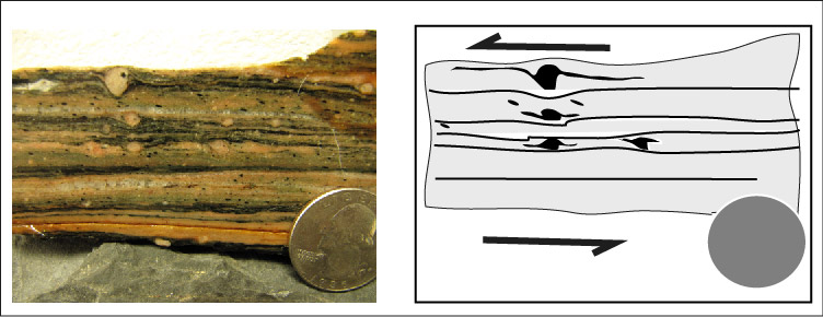 Two images: on the left is a side view of a rock sample with thin parallel layers and rounded grains embedded in some places, around which the layers are slightly offset; a US quarter rests against the sample for scale; on the right is a grayscale drawing of the sample with arrows pointing in the direction of stress: the arrow above the sample points toward the left and the arrow below the sample points toward the right.