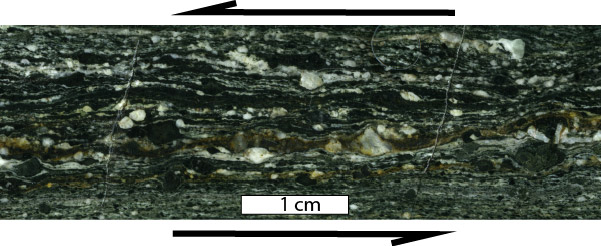 Cross sectional view of a rock sample that shows distinct thin layering of dark gray, brown, and black minerals; rounded white crystals that do not deform as easily form lens-shapes among the layers; an arrow above the sample points toward the left and an arrow below the sample points toward the right; a scale bar near the bottom of the sample says 1 cm.