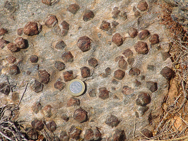 Rock with a silvery sheen and large polygonal brown crystals scattered throughout; a Euro coin rests on the outcrop for scale.