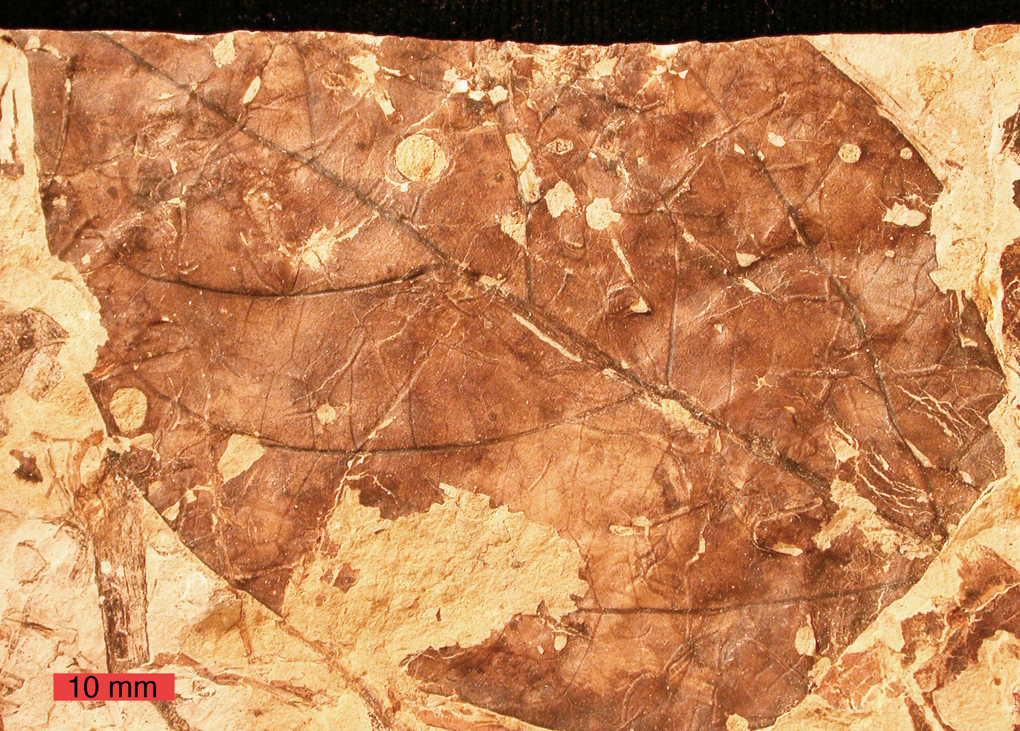 Brown carbon-rich film of a flat leaf embedded in tan sedimentary rock; holes from insect damage and veins in the leaf are visible; a scale bar labeled 10 mm is in the lower left of the photo.