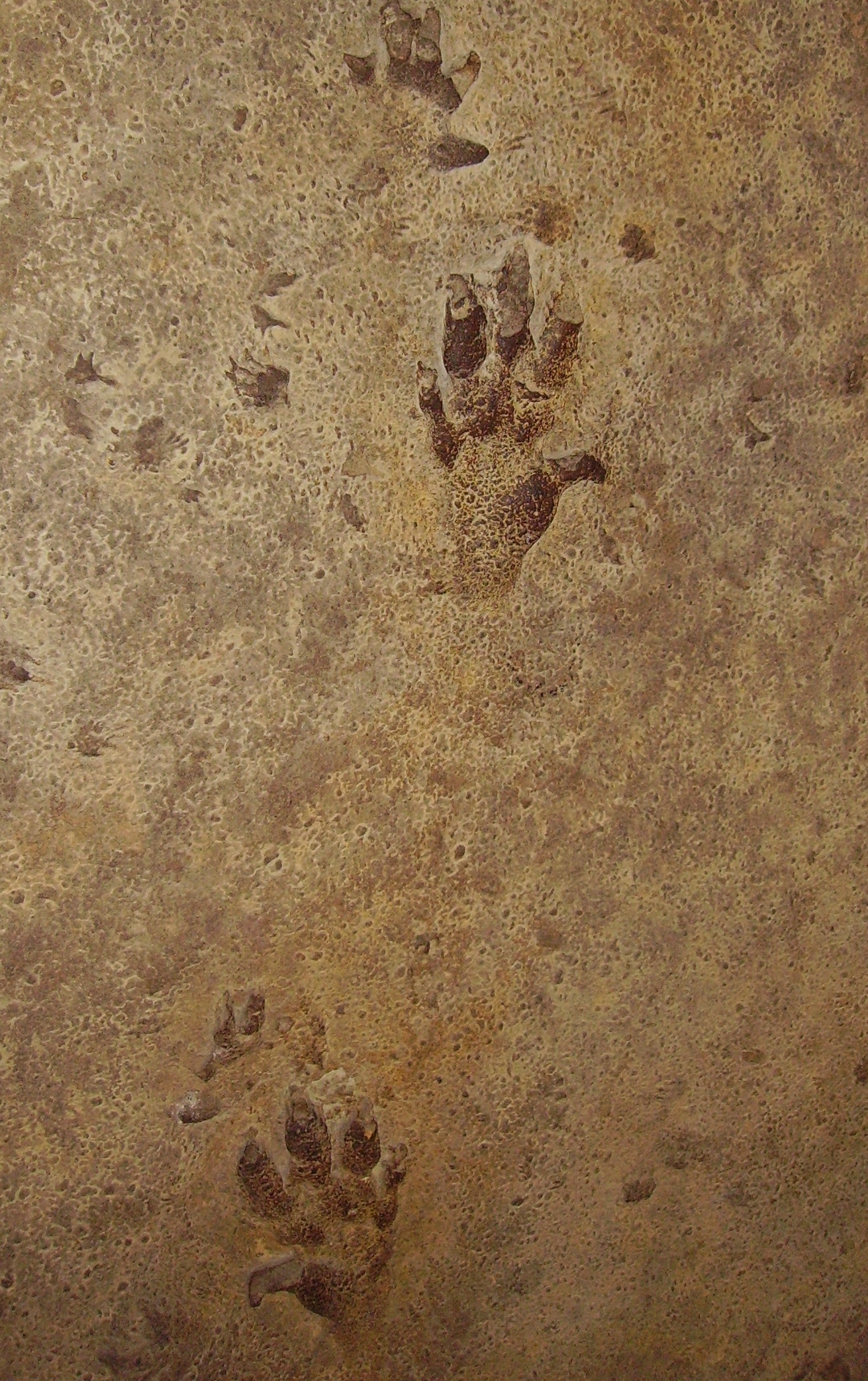 Tracks of a small dinosaur