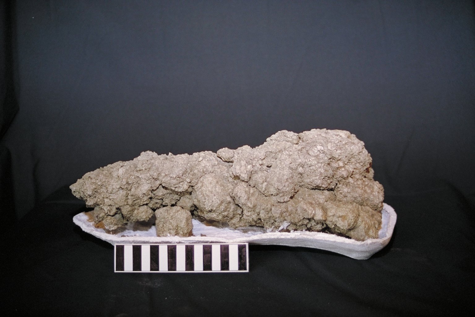 Tan-brown elongated lumpy rock with a 15 cm scale bar sitting in front of it.