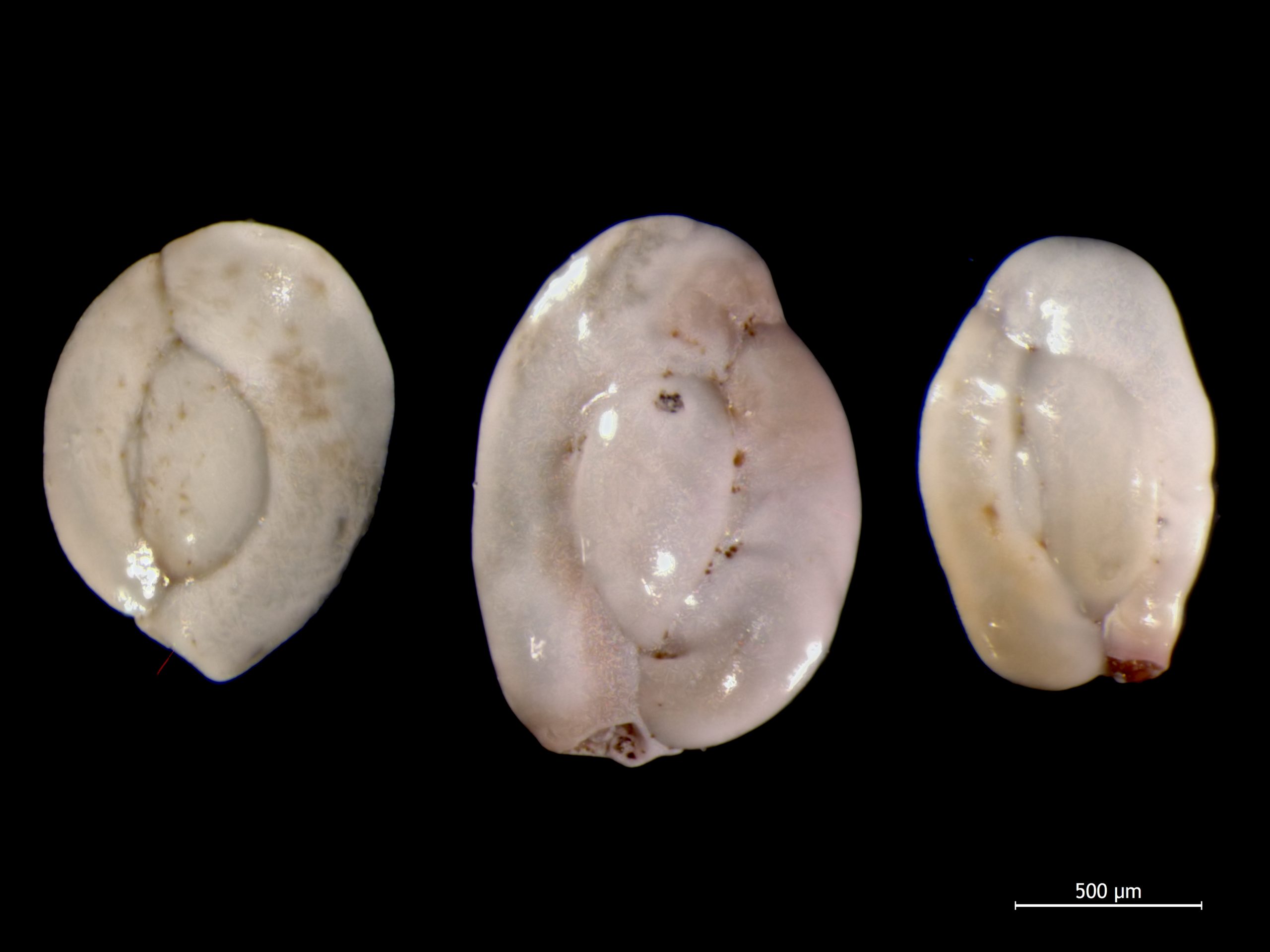 Microscopic view of three shiny white oval-shaped shells; a scale bar labeled 500 micrometers is at the lower right.