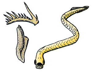 Artists rendering of what the conodont animal might have looked like, an eel-like creature with large eyes and an apparatus of conodonts as mouthparts.
