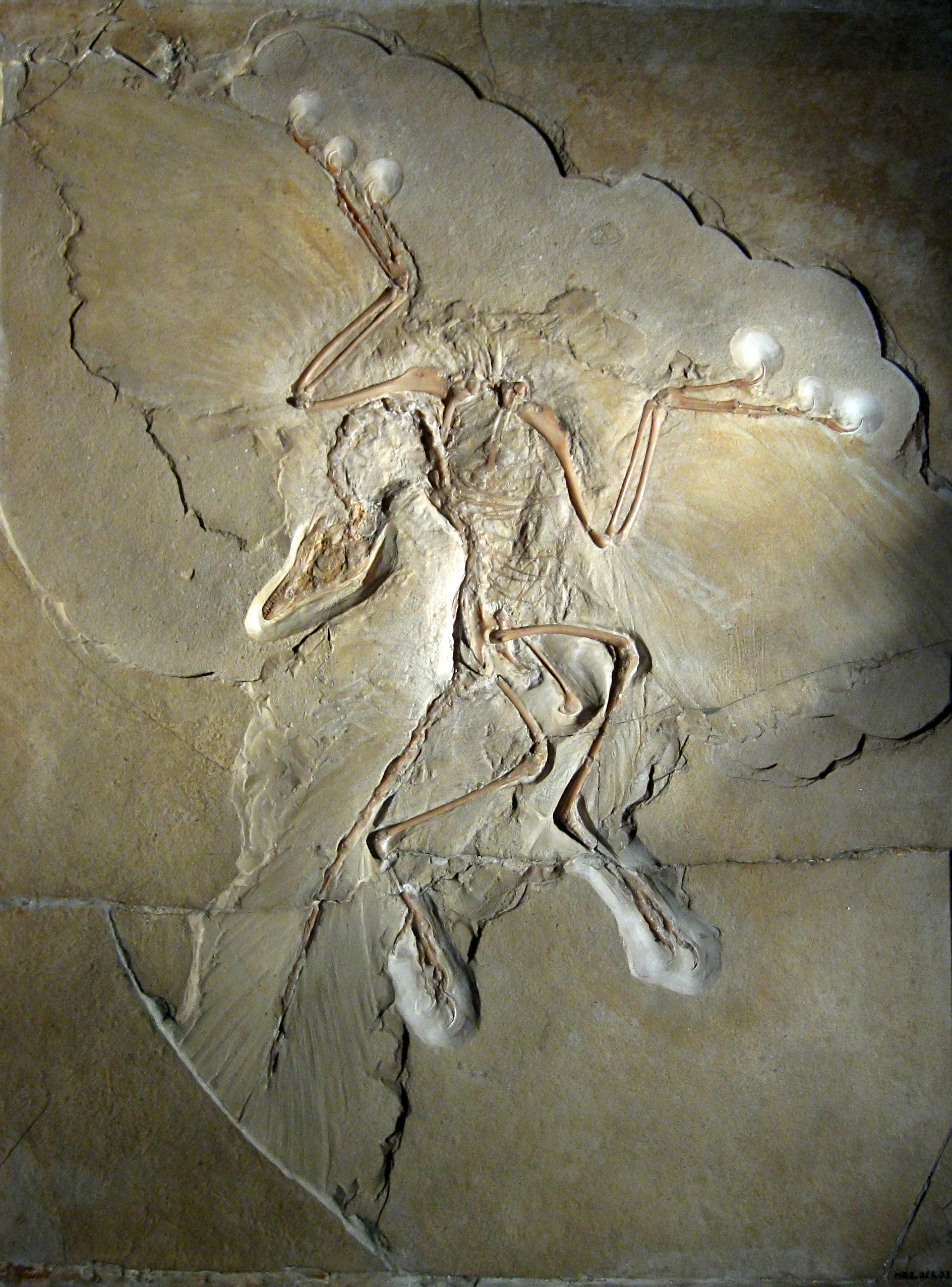 Archaeopteryx fossil embedded within flat face of tan sedimentary rock; the fossil shows features of reptiles, such as sharp teeth, fingers with claws, and a long bony tail, as well as features of birds, such as small, broad wings and the impression of feathers.