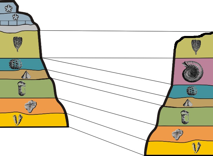 Two cross sectional diagrams with the one on the left slightly higher than the one on the right; on each diagram there are seven flat-lying layers containing different fossils in each layer; six of the fossil layers match across both diagrams and there are lines correlating the strata that contain equivalent fossils.