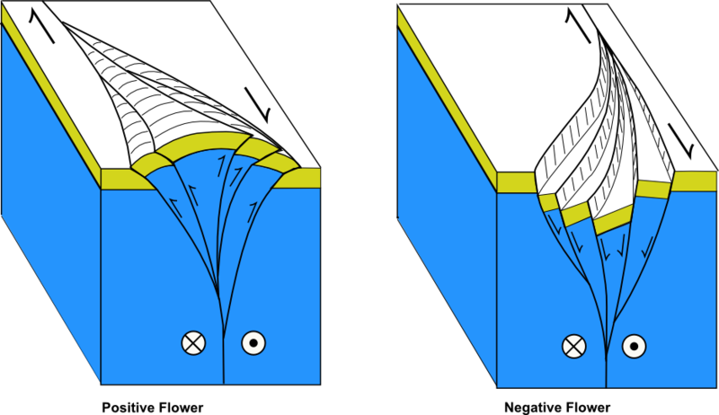 Two block diagrams: the left diagram shows mountains that have formed on the surface as a result of a strike-slip fault causing wedges of rock to move upward, labeled Positive Flower; the right diagram shows basins that have formed on the surface as a result of a strike-slip fault causing wedges of rock to move downward, labeled Negative Flower.