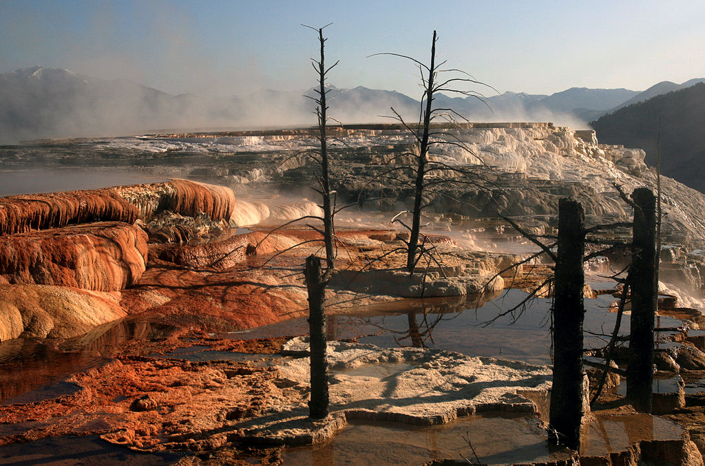 Calcium carbonate deposited at Mammoth hot springs encapsulates trees.