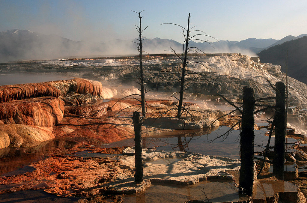 White and brown natural steps with steam rising near the back; the brown steps have a coating of liquid and organic material while the white steps are dry and chalky in appearance. There are a few dead tree trunks in the springs.