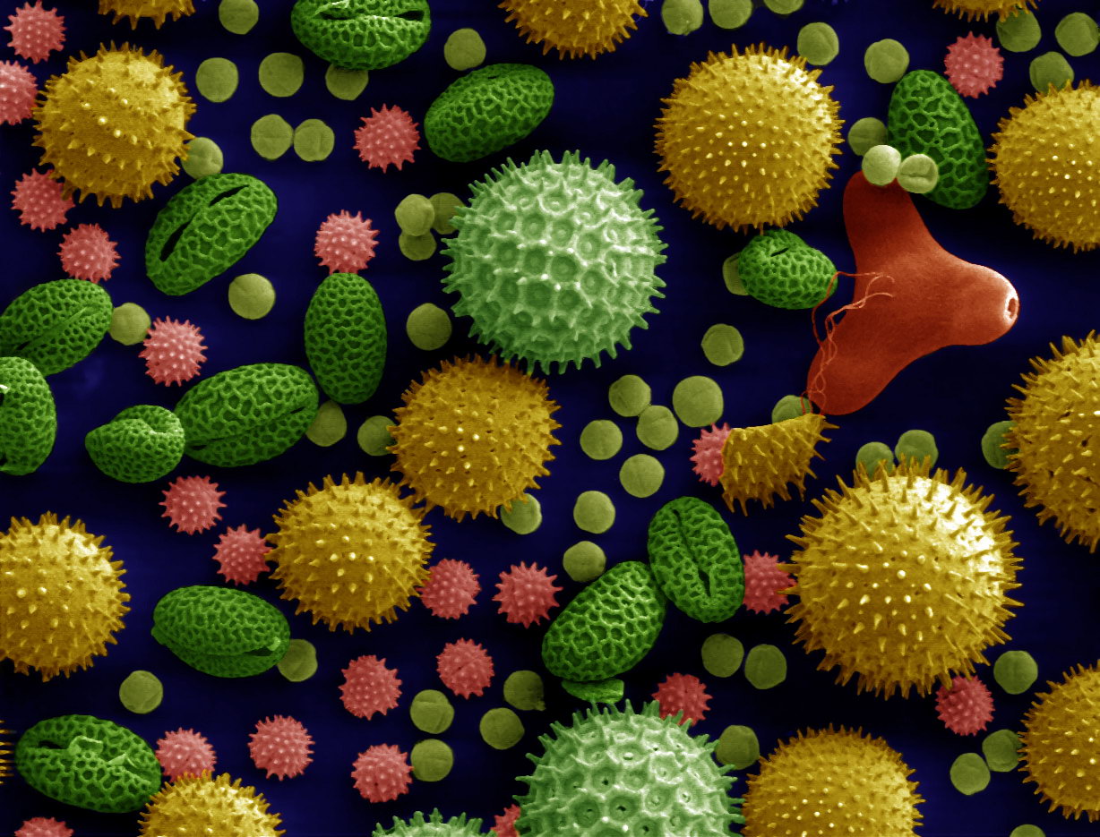 Scanning electron microscope image of pollen from a variety of common plants: sunflower are small spiky sphericals, colorized pink; morning glory are big sphericals with hexagonal cavities, colorized mint green; hollyhock are big spiky sphericals, colorized yellow; lily are bean shaped, colorized dark green; primrose are tripod shaped, colorized red; and castor bean are small smooth sphericals, colorized light green. The image is magnified some x500, so one bean shaped grain in the bottom left corner is about 50 μm long.