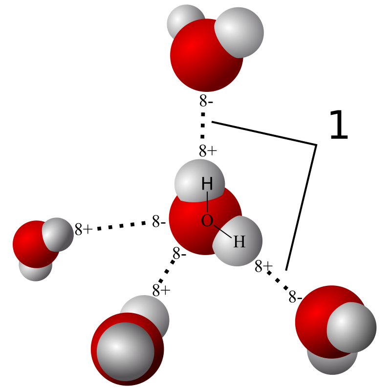 3D model of four water molecules attaching to a single water molecule in the center; in each water molecule, the single larger oxygen atom is colored red with two smaller gray hydrogen atoms attached; two water molecules attach to the center one from a positively charged hydrogen atom to a negatively charged oxygen atom and two water molecules attach to the center one from a negatively charged oxygen atom to a positively charged hydrogen atom.