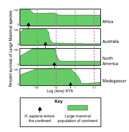 The mammals generally decrease after humans come.