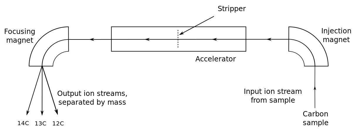 Schematic diagram: on the far right a carbon sample enters a curved shape labeled injection magnet with it path labeled input ion stream from sample; arrows show the path of the carbon atom exiting the injection magnet toward the left, entering a rectangle labeled accelerator which has a dotted line cutting across it labeled Stripper; the arrows then show the atom exiting the accelerator and entering another curved shape labeled focusing magnet, after which it exits as three separate arrows labeled output ion streams, separated by mass. The left of the three arrows is labeled 14C, the center arrow is labeled 13C, and the right arrow is labeled 12C.