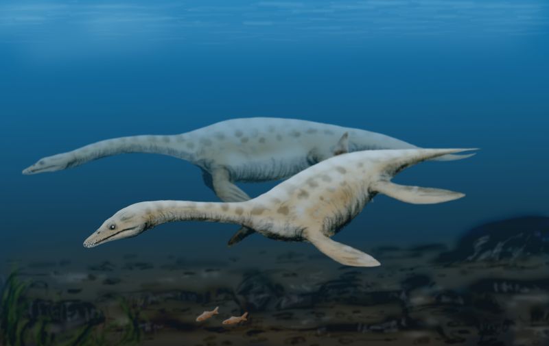 It is a swimming reptile with a long neck