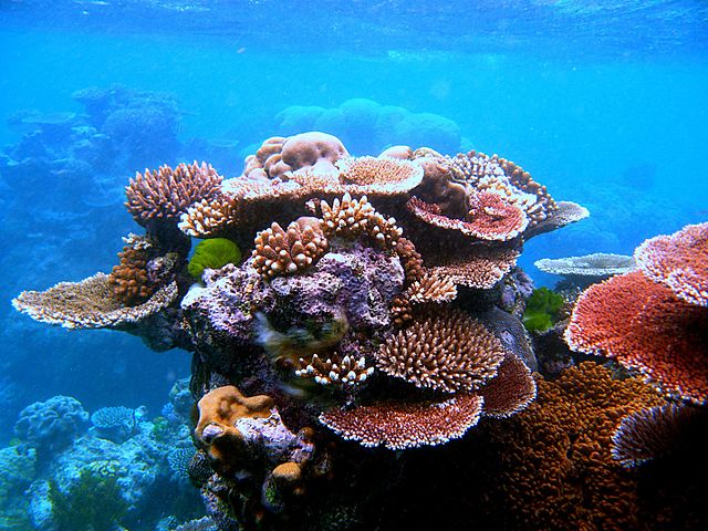 Colorful coral reef underwater in light blue, shallow water.