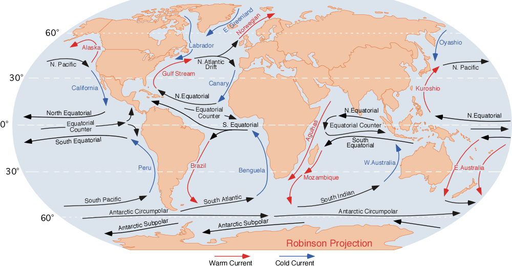 World map of ocean currents; in the northern hemisphere, large-scale gyres flow in a clockwise pattern in each ocean basin; in the southern hemisphere, large-scale gyres flow in a counterclockwise pattern in each ocean basin. Cool currents are generally found along the west coasts of continents and are blue in color; warm currents are generally found along the east coasts of continents and are red in color; the rest of the currents are black.