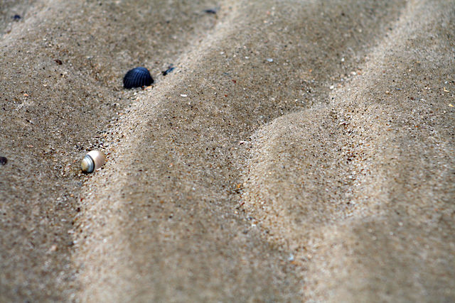 Close-up photo of ripples in sand; there's a visible steeper side on the left of each sand ripple, and a more gentle slope on the right side of each ripple.