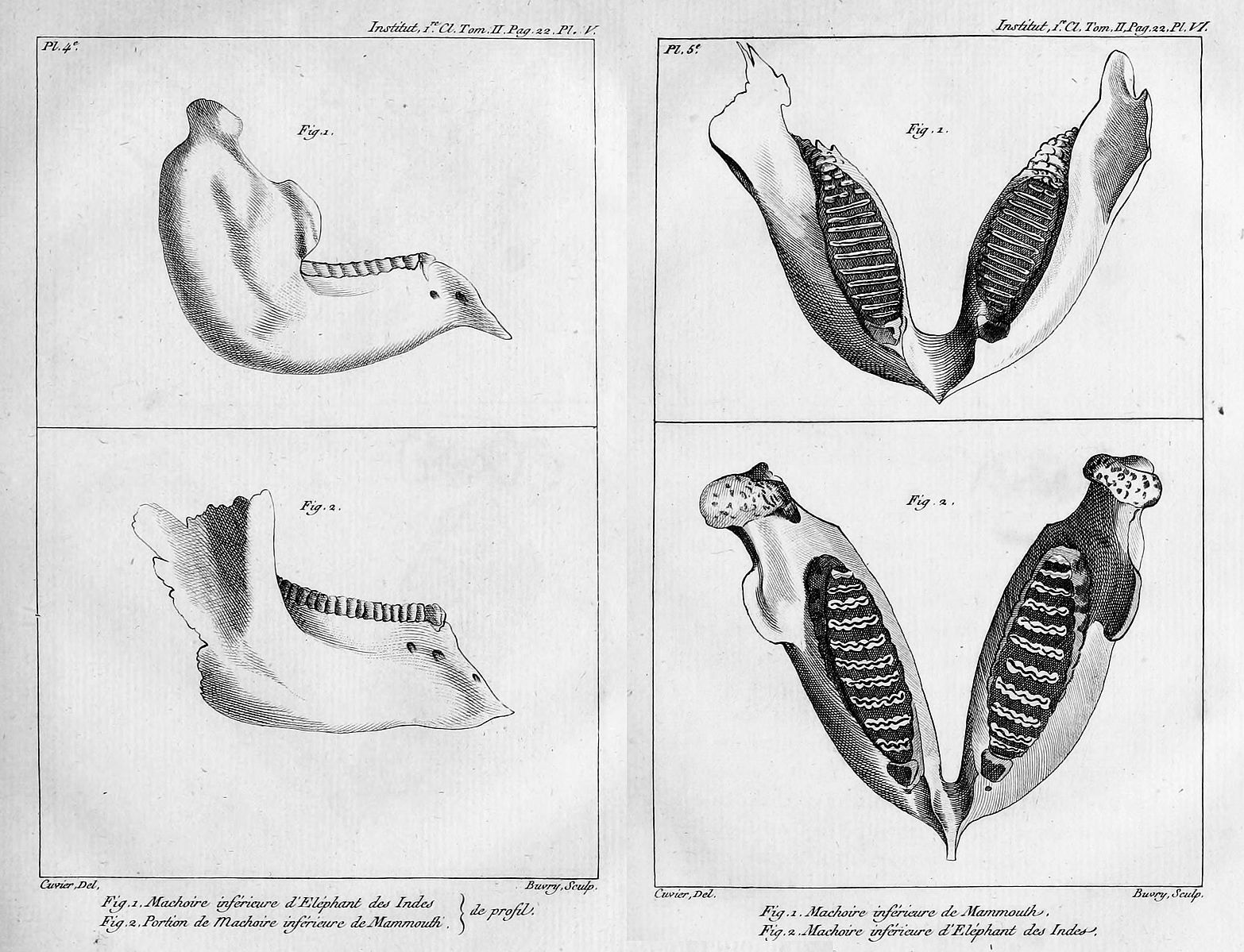 Black and white drawings of the jaw of an Indian elephant and the fossil jaw of a mammoth. Side views of each jaw are on the left and front views of each jaw are on the right.