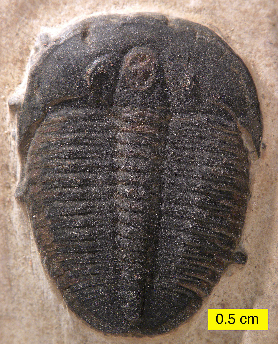 Top view of a black fossilized trilobite that has an overall oval shape with a segmented body covered in a pattern of fine ridges; a scale bar labeled 0.5 cm is in the lower right of the photo.