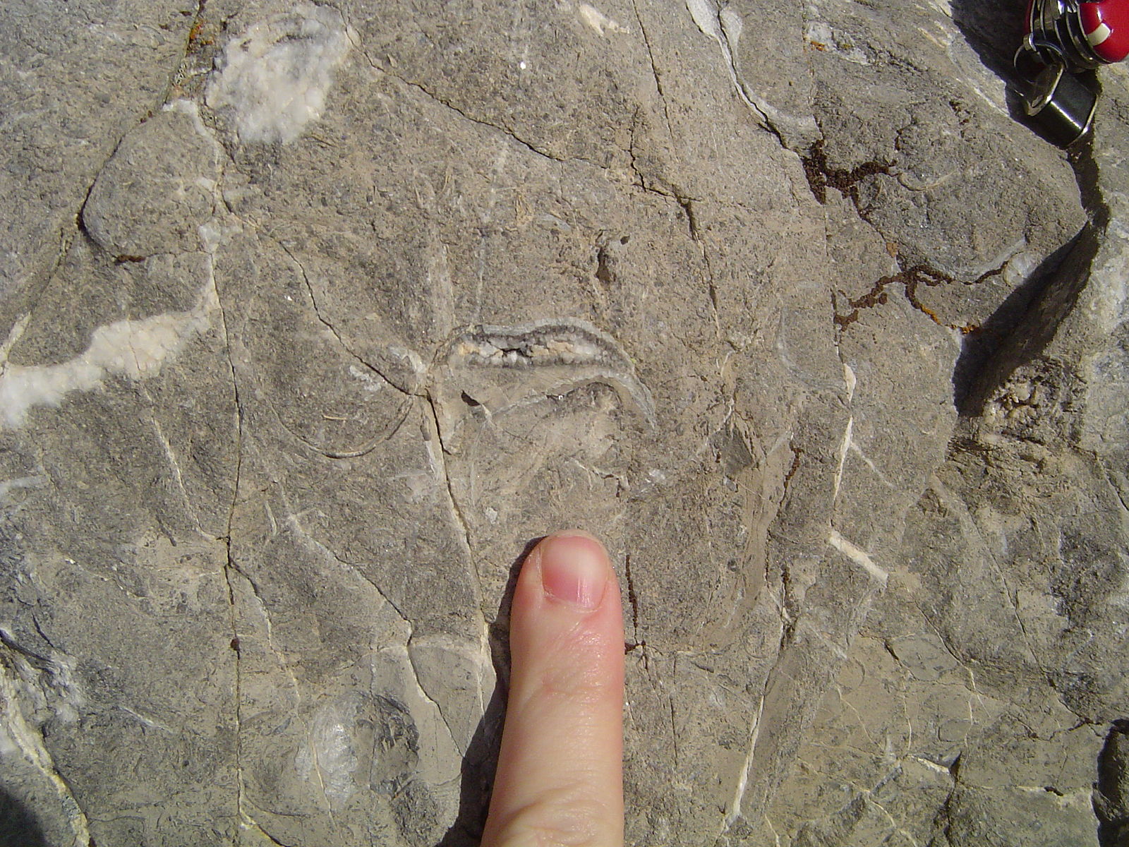 Gray rock that contains a cross sectional view of a clam fossil that is partially filled with tan sediment and partially filled with white calcite; the line between the sediment and calcite is roughly horizontal; a person's finger points to the fossil.