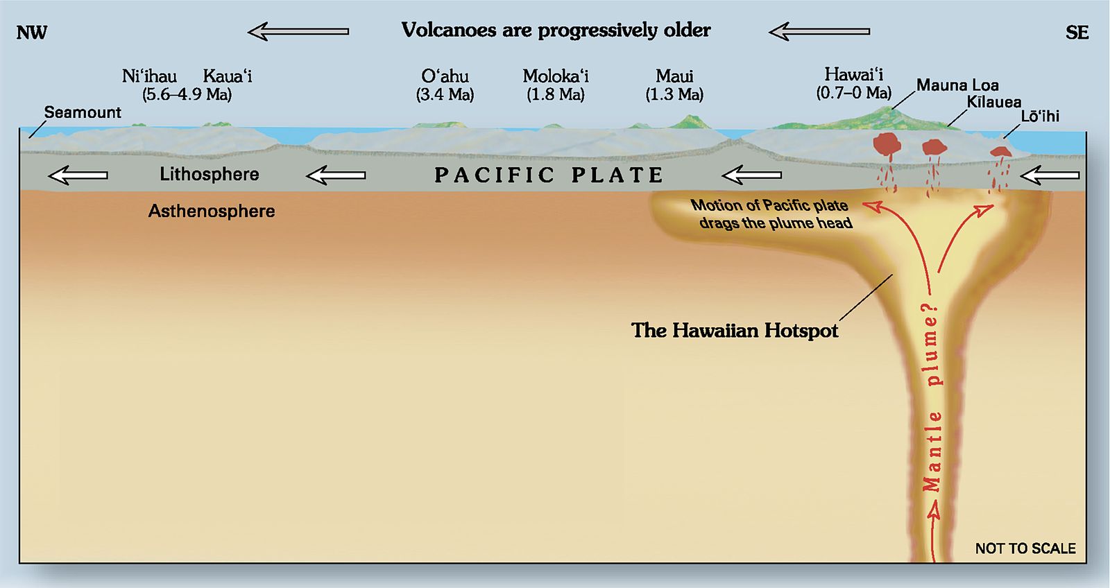 Cross sectional diagram showing the Pacific plate moving toward the left of the diagram with the labels "NW" at the far left and "SE" at the far right. At the right-hand side of the diagram, a vertical mantle plume rises up from deep down, through the asthenosphere, and spreads laterally outward when it reaches the base of the lithosphere. Smaller vertical magma intrusions rise through the lithosphere, creating three volcanoes labeled Mauna Loa, Kilauea, and Lo'ihi. Arrows on the lithosphere point toward the left, indicating the direction that the Pacific Plate is traveling over the mantle plume. Along the top of the diagram is the label "Volcanoes are progressively older" with arrows to the left. There is a chain of volcanic islands on top of the Pacific Plate: from left to right or oldest to youngest, they are Ni'hau and Kaua'i which are labeled 5.6-4.9 Ma, O'ahu labeled 3.4 Ma, Moloka'i labeled 1.8 Ma, Maui labeled 1.3 Ma, and Hawai'i labeled 0.7-0 Ma.