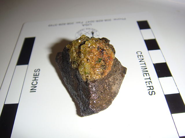 Photograph of a piece of basalt with a xenolith on top, sitting on a black and white scale with inches on the left and centimeters on the right. The xenolith consists of olive-green crystals and the basalt is gray-black. The entire sample is approximately 1.5 inches long.