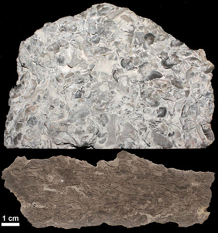 Two photos of a piece of limestone full of small fossils; the top photo shows the top of the rock which is white to gray in color; the bottom photo shows a cross section of the rock which is tan to brown in cluster and filled with numerous layers of fossils; a scale bar at the lower right of the two photos says 1 cm.